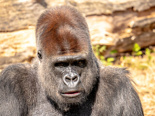 Obraz premium Close-up portrait of a male silverback gorilla