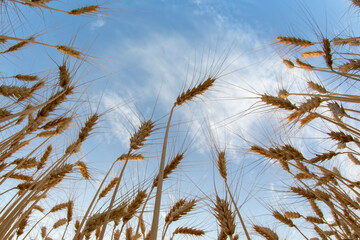 Growing wheat against the background of the cloudy sky. Agronomy and agriculture. Food industry.