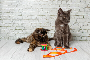 Beautiful couple of gray cat boy and girl on a brick wall background