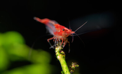 Shrimp in freshwater aquarium. Neocaridina davidi or Rili shrimp.