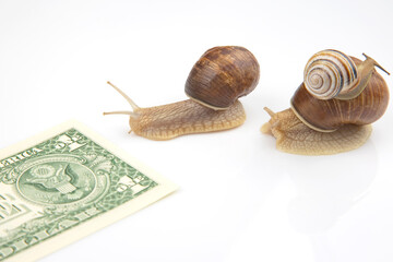 The snails compete first to reach the finish line with money. metaphor for business. time for success. persistence and speed of decision making. speed and financial victory