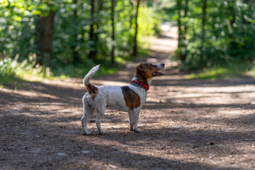 dog Happy active jack russel pet puppy running in the grass in summer, web banner with copy space forest