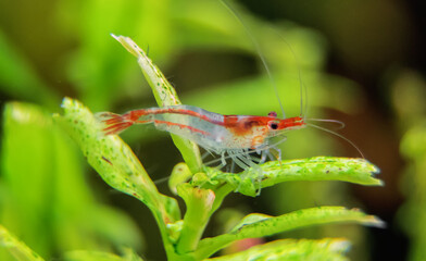 Shrimps in freshwater aquarium. Neocaridina davidi or Rili shrimp.