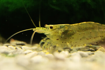 Macro shot of Freshwater Amano shrimp. Caridina multidentata.