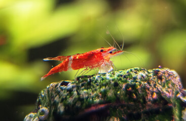 Shrimps fighting in freshwater aquarium. Neocaridina davidi or Rili shrimp.