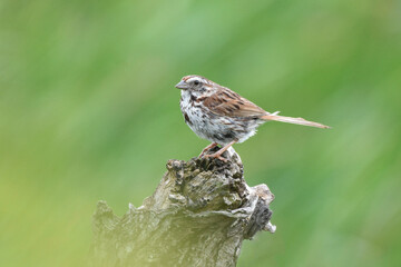 Song Sparrow on a tree stump
