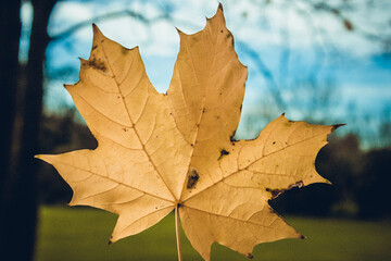 yellow maple leaf