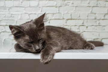 Beautiful gray cat on a brick wall background