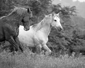 Obraz na płótnie Canvas Wild Horses in KY B&W 3