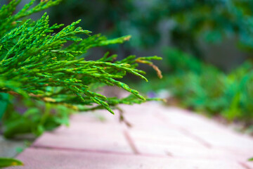 Beautiful nature. Horizon view. Plant and sea