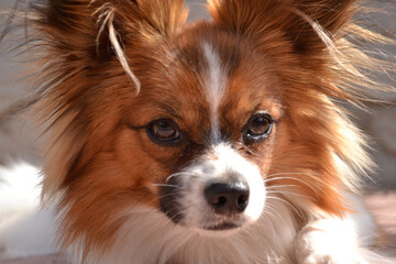 Papillon. Dog butterfly. Small dog breed