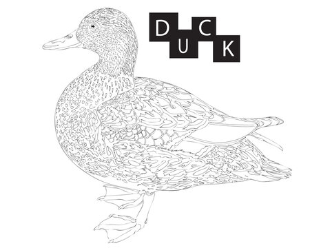 Duck animal coloring book or page isolated