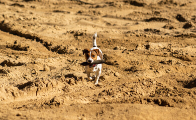 dog Happy active jack russel pet puppy running in the grass in summer, web banner with copy space forest