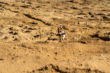 dog Happy active jack russel pet puppy running in the grass in summer, web banner with copy space forest