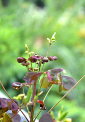 Beautiful nature. Horizon view. Plant and sea