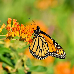 A Monarch butterfly (Danaus plexippus) feeding on a spray of butterfly weed flowers (Asclepias tuberosa).   Copy space.
Closeup.  Long Island, New York.