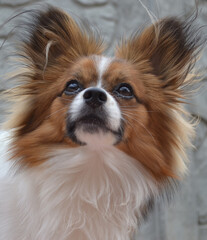 Papillon. Dog butterfly. Small dog breed