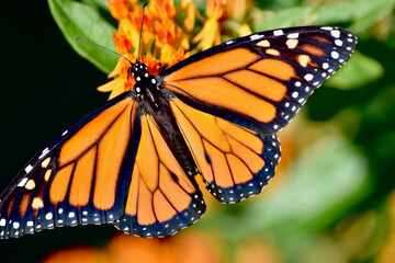 A top view of a male monarch butterfly (Danaus plexippus) on flowering Butterfly weed (Asclepias tuberosa).  Closeup.  Copy space.  Long Island, New York. 