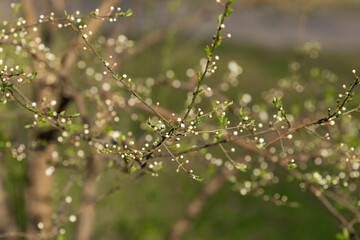 Blooming tree in the garden. Selective focus nature. Spring