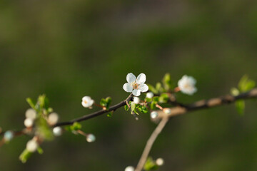 Blooming tree in the garden. Selective focus nature. Spring