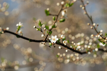 Blooming tree in the garden. Selective focus nature. Spring