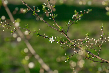 Blooming tree in the garden. Selective focus nature. Spring