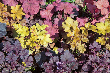 The geometric pattern made of begonia flowers on the city lawn