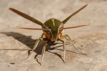 Especies Raras en Bogotá