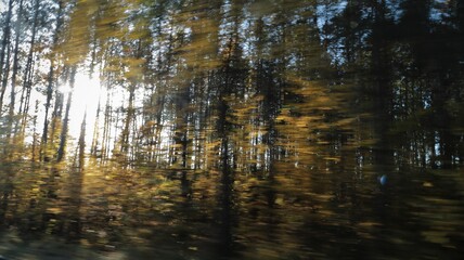 Blurred forest in autumn