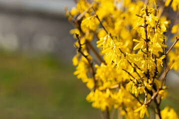Spring bush of yellow forsythia. Pleasant aroma. Spring light mood. Sunny day.