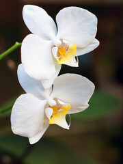 White orchids on dark background