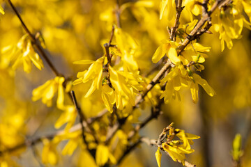 Spring bush of yellow forsythia. Pleasant aroma. Spring light mood. Sunny day.