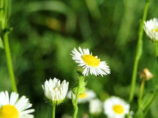 A beautiful group of chamomile flowers on a meadow outside a populated area in an ecologically healthy environment