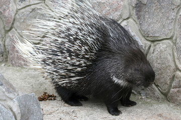 Porcupine on a background of stones. Zoology and fauna of mammals