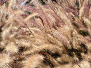 Close up of colorful grass
