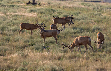 Mule Deer Bucks in Summer in Colorado