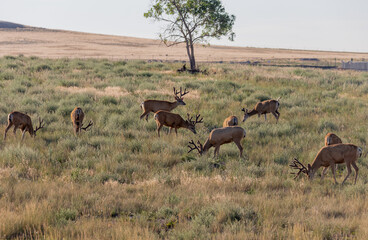 Mule Deer Bucks in Summer in Colorado
