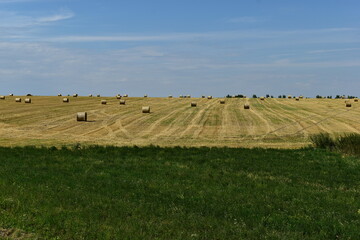 straw in large bales lies on the field