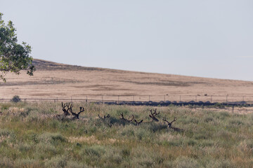 Mule Deer Bucks in Summer in Colorado