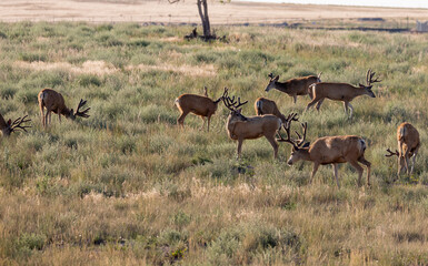 Mule Deer Bucks in Summer in Colorado
