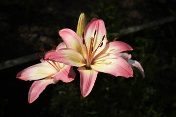 pink lily flower