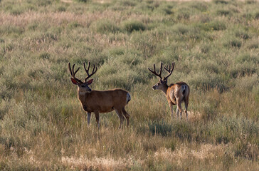 Naklejka na ściany i meble Mule Deer Bucks in Summer in Colorado