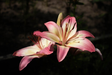 Naklejka premium pink lily flower
