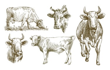 breeding cow. animal husbandry. livestock illustration on a white background