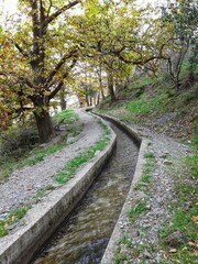 path in the woods