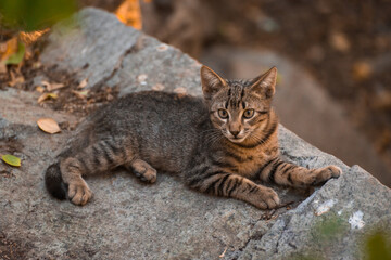stray cat forest nature environment