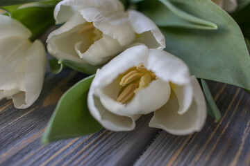 White tulips on a blue wooden background. Top view with copy space.