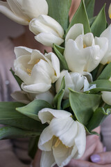 White tulips on a blue wooden background. Top view with copy space.