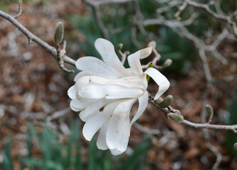 White Magnolia Star