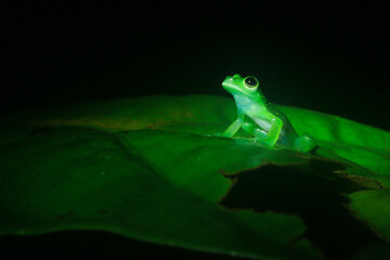 The Yellow-flecked Glass Frog, Cochranella albomaculata, a bright green tree frog with a white belly looking mysterious in the dark with room for text